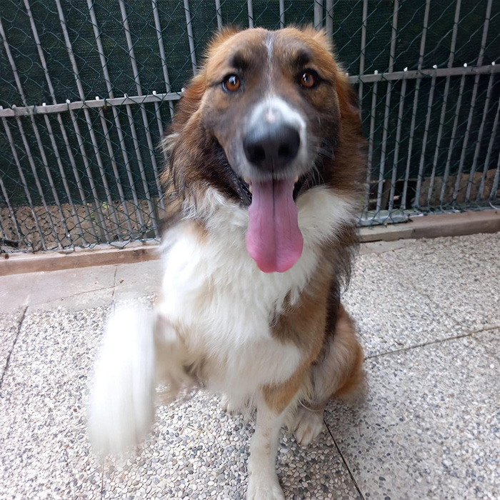 foto-cane