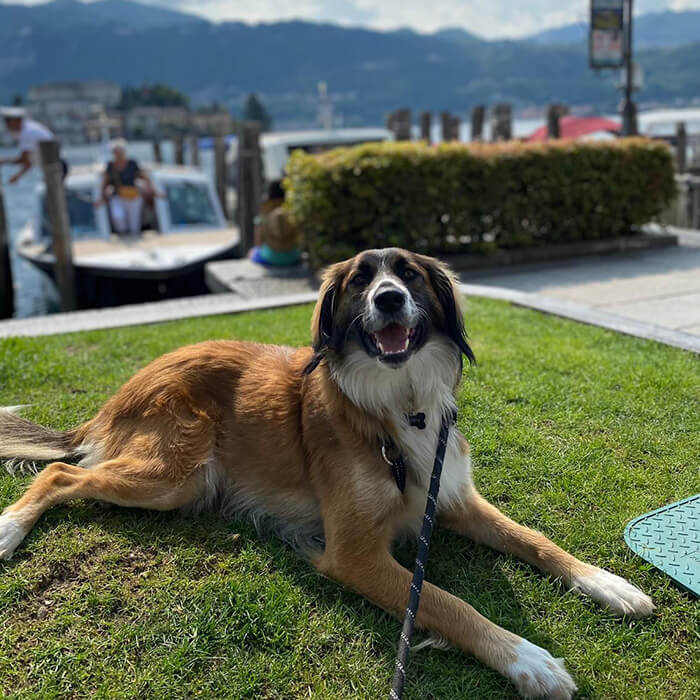 foto-adottato