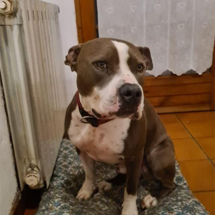 foto-adottato