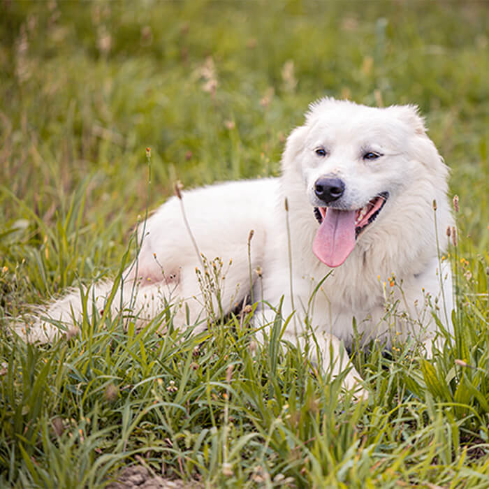 foto-cane