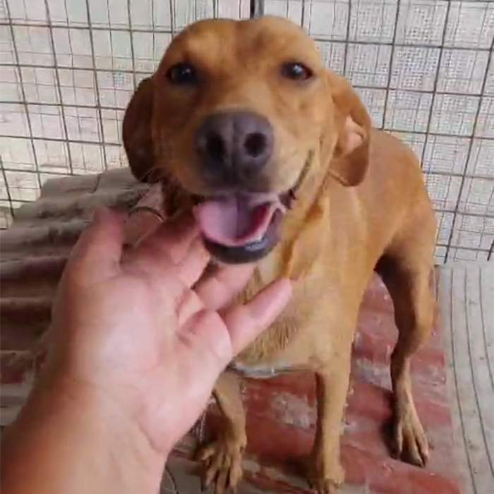 foto-cane