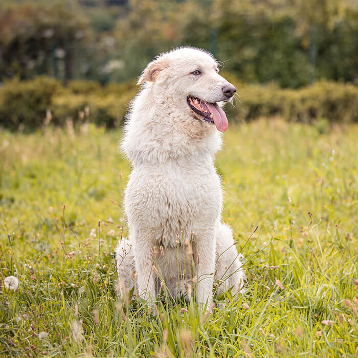 foto-cane