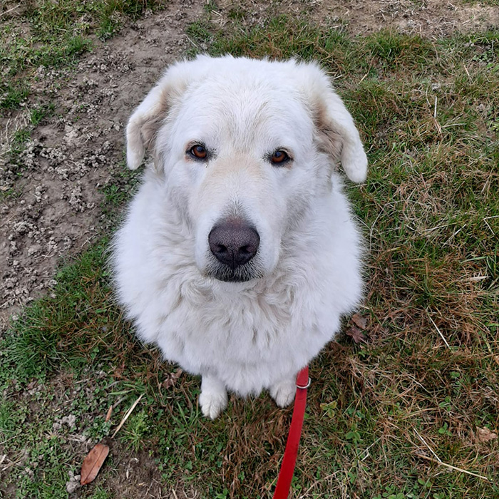 foto-cane