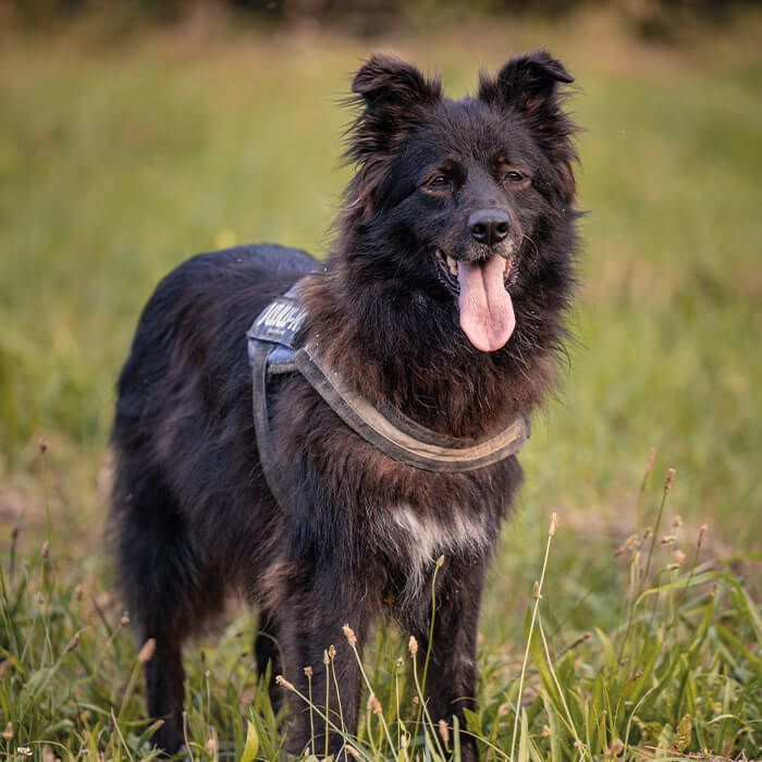 foto-cane