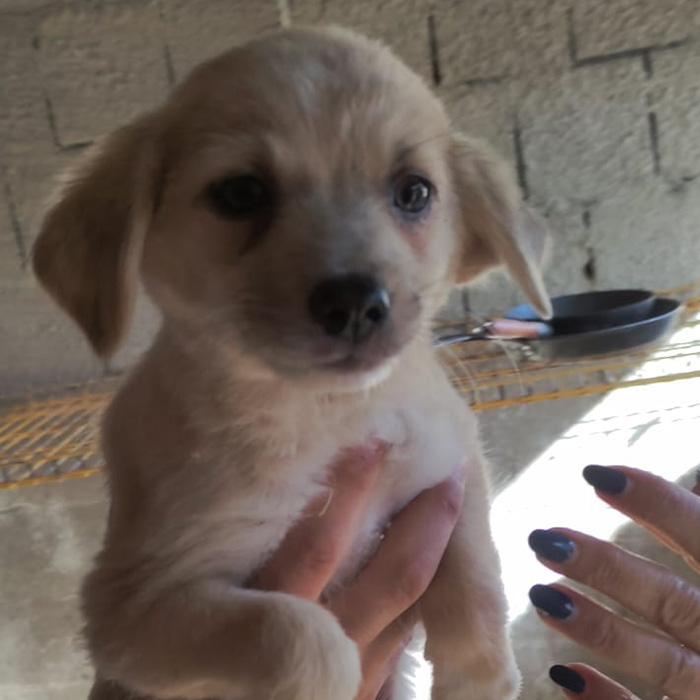 foto-cane