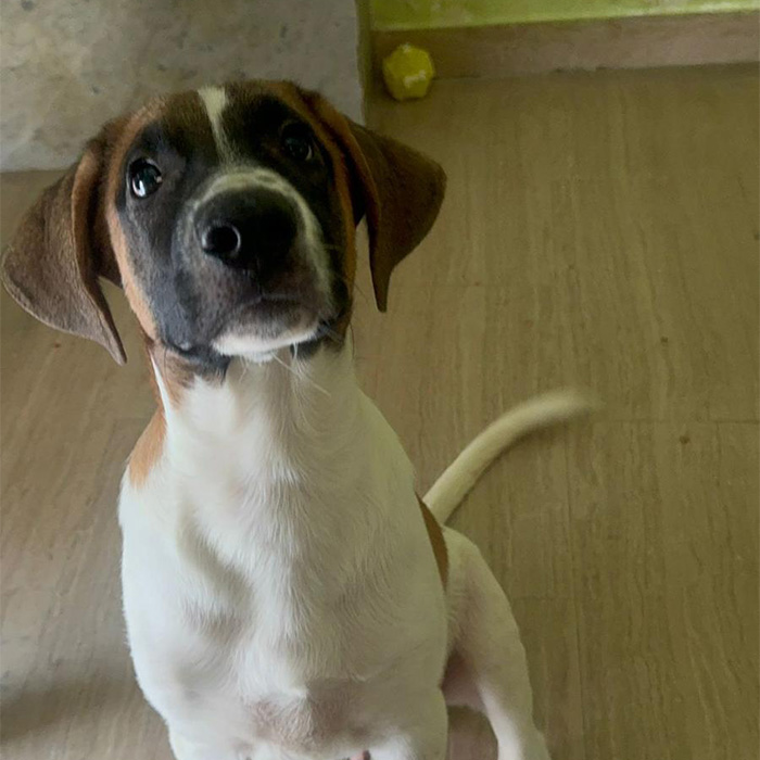 foto-cane