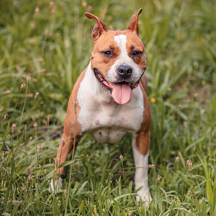 foto-cane