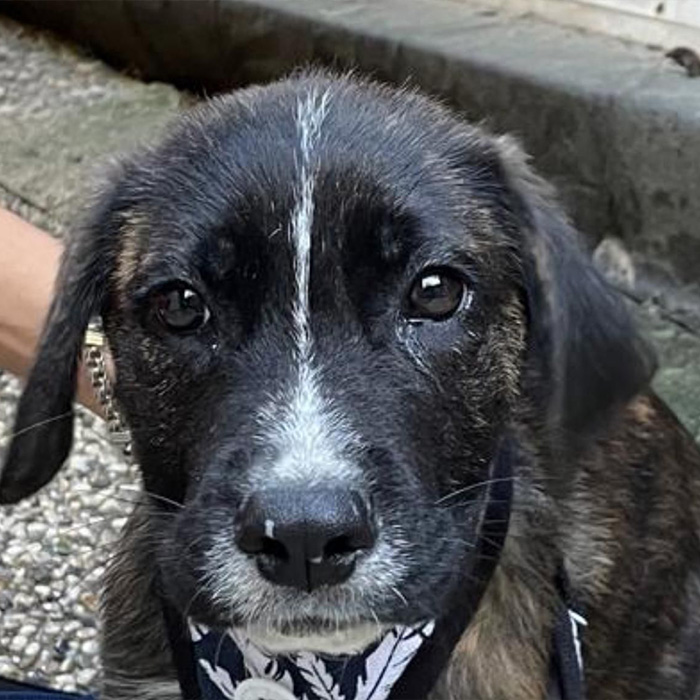 foto-cane