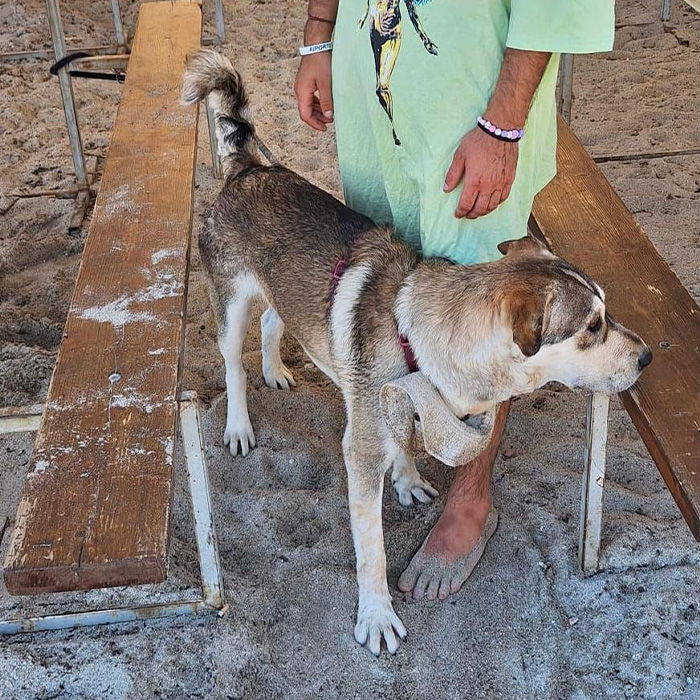 foto-cane