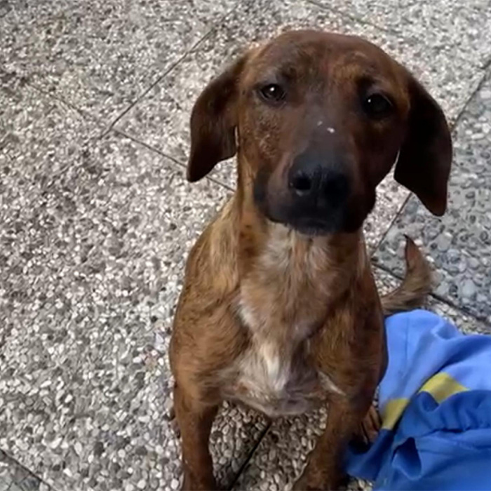 foto-cane