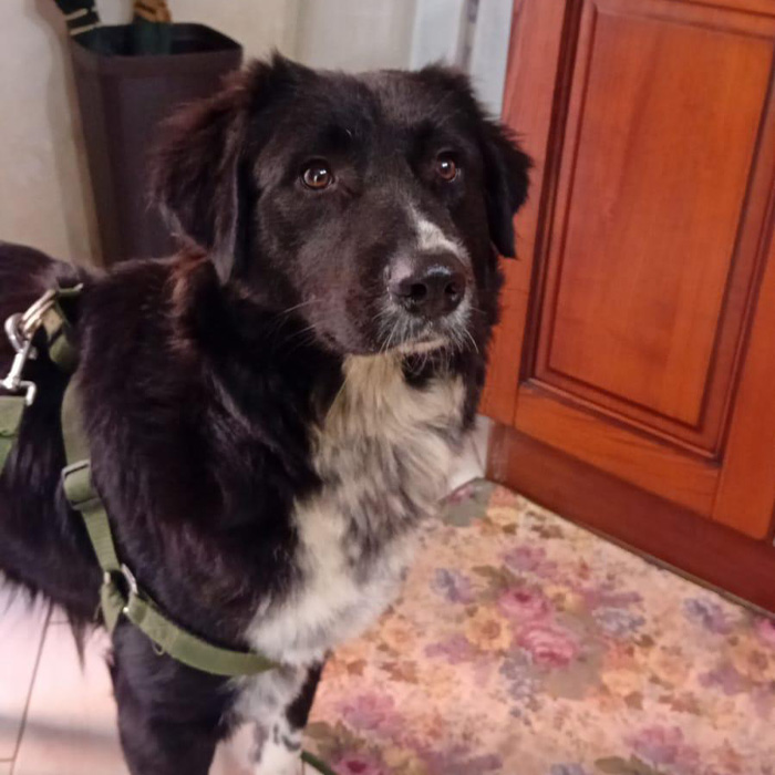 foto-cane