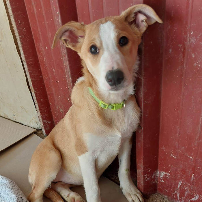 foto-cane