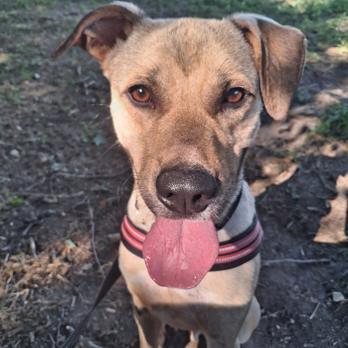 foto-cane