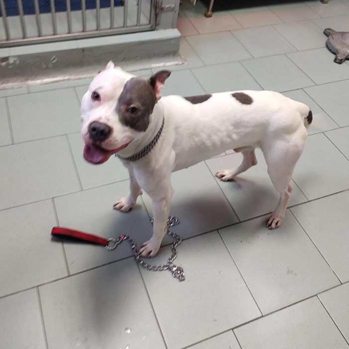 foto-cane