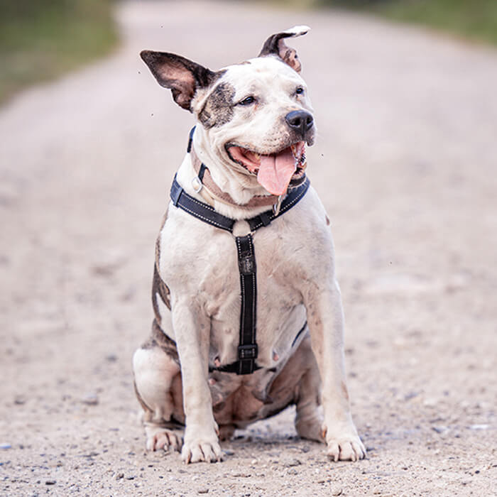 foto-cane
