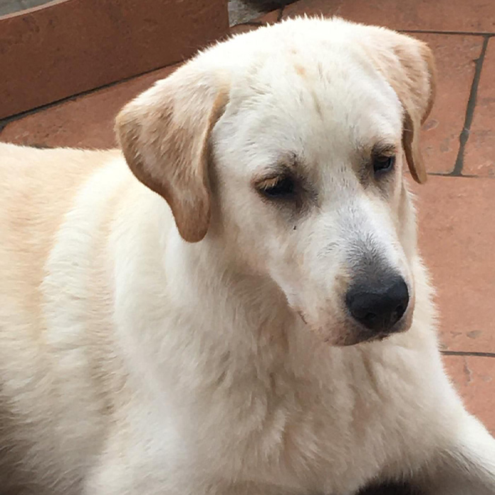 foto-cane