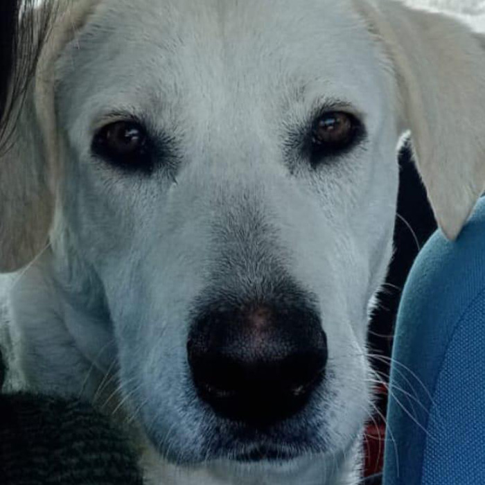 foto-cane