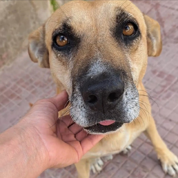 foto-cane